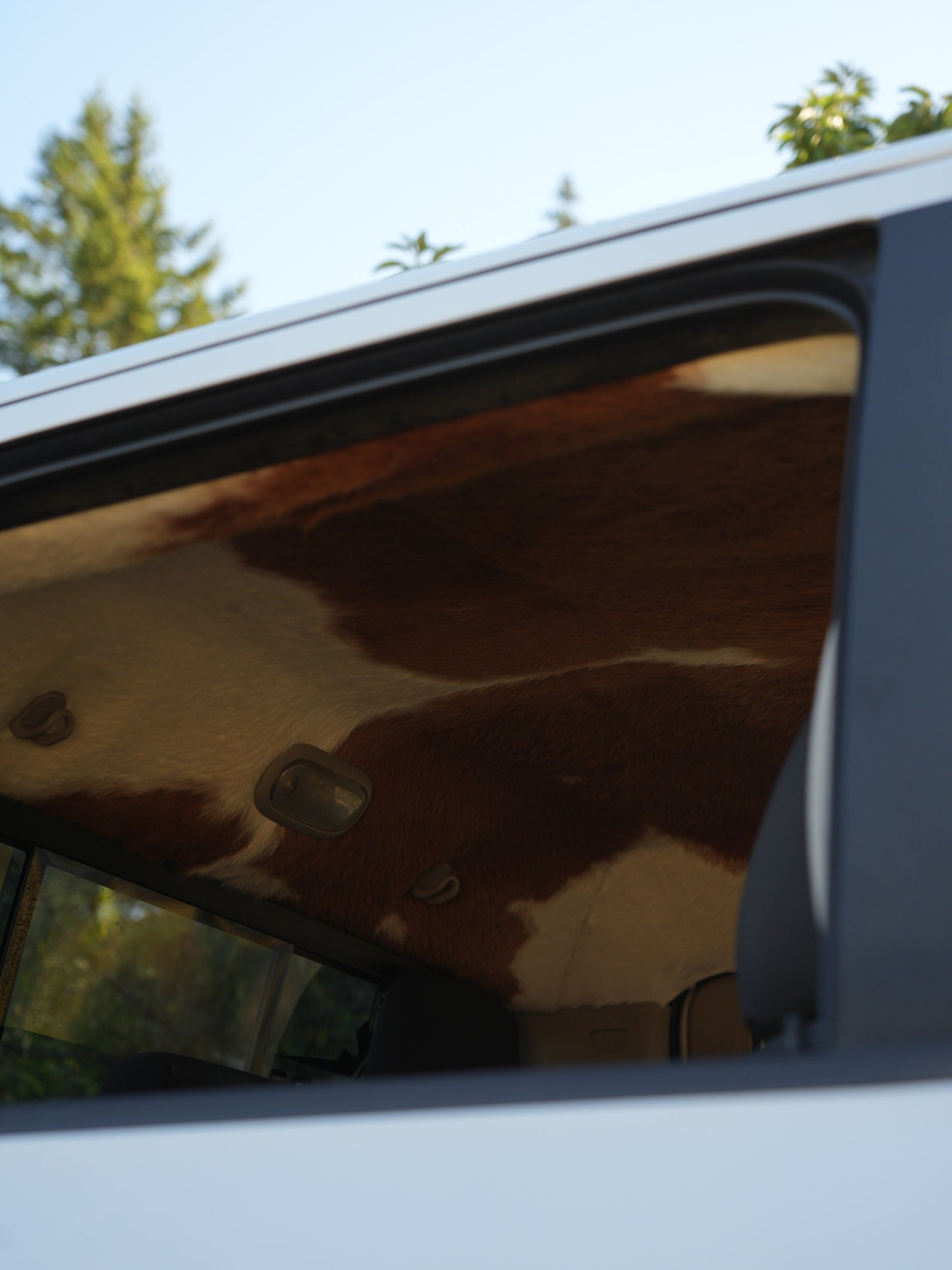 Cow Skin Headliner Years 2000-2019
